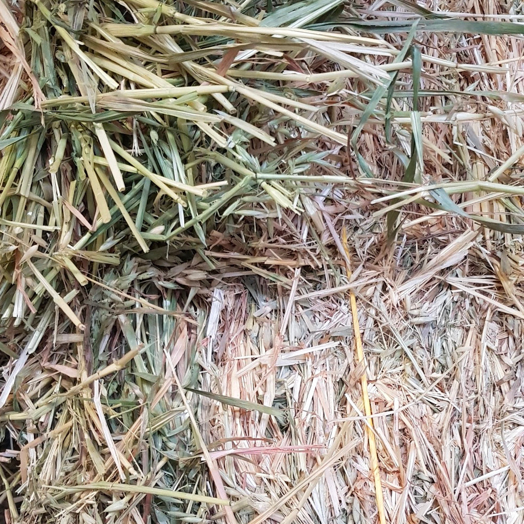 Oaten Hay Normal Square Bales