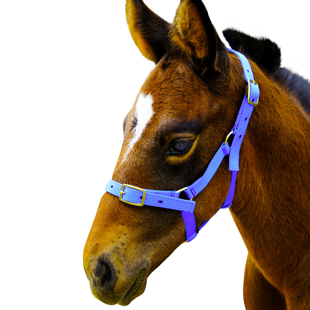 Halter Showcraft Foal