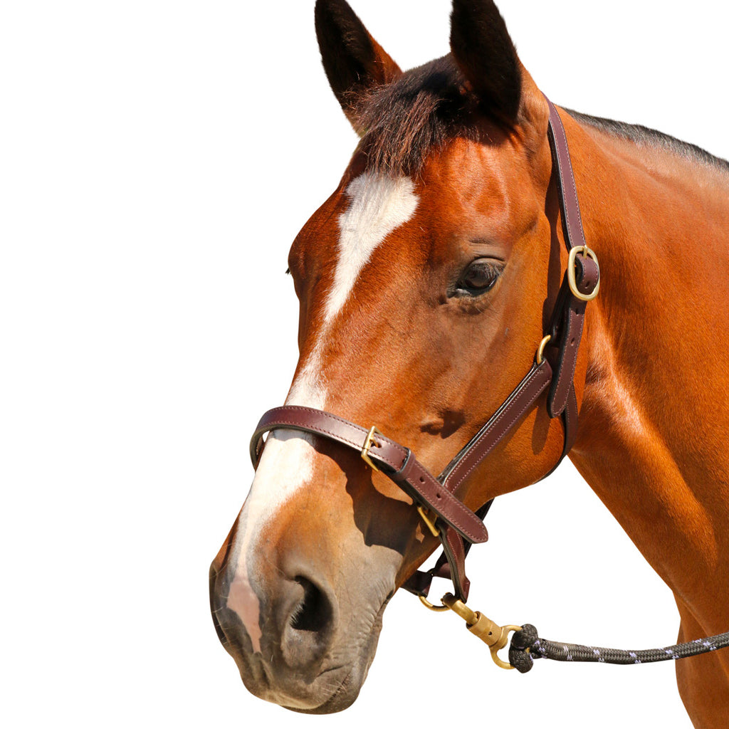Halter Showcraft Leather Brass Pony