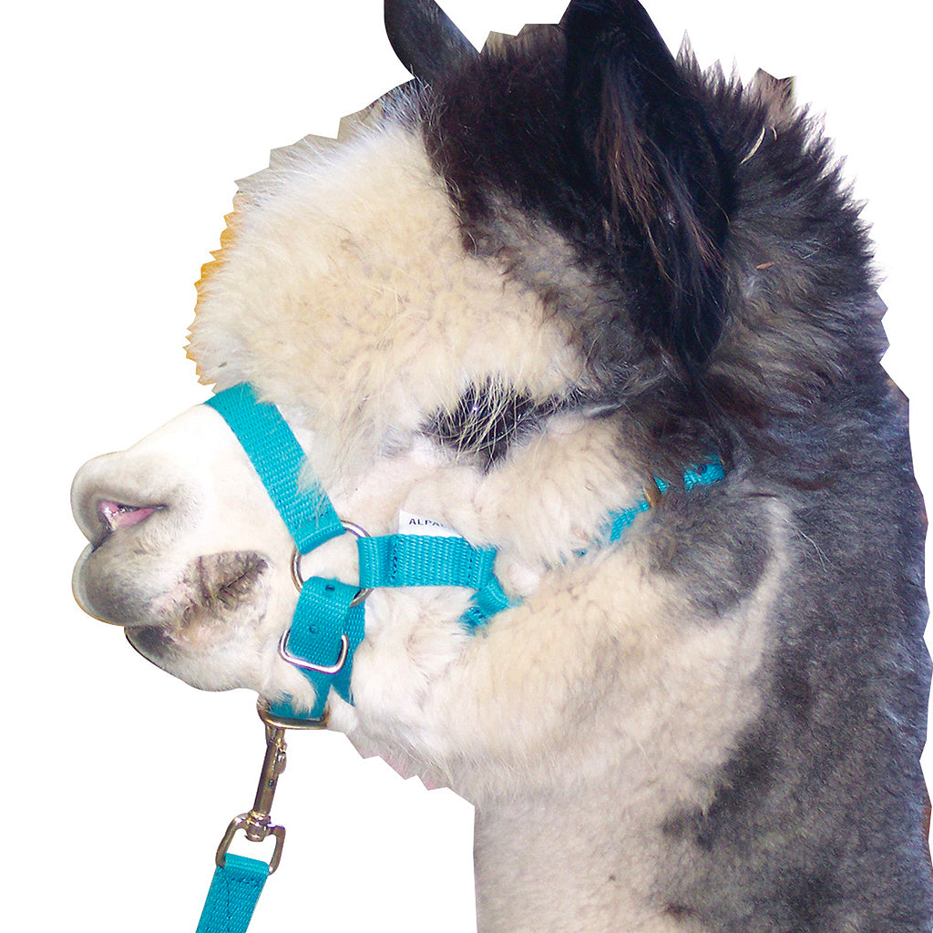 Alpaca Headstall And Lead Set