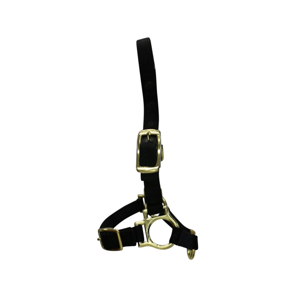 Halter Sheep W/adjust Nose Band Blk