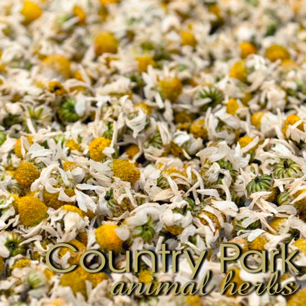 Chamomile