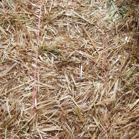 Pasture Hay Low Gi Ryegrass